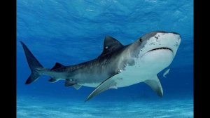 Самые опасные акуля для человека 