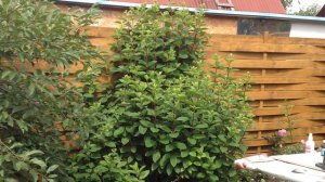 Основы агротехники метельчатых и древовидных гортензий. Сорт Пинк Даймонд, Пинк Аннабель и др.