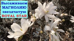 Высаживаем Магнолию Royal Star