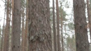 САНДАРМОХ. Страшные страницы истории. Памяти жертв политических репрессий.