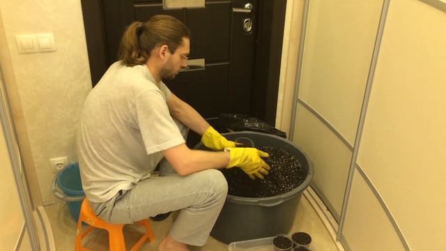Как подготовить землю для посадки Павловнии.