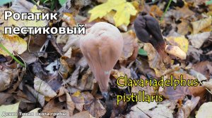 Рогатик пестиковый, редкий гриб, занесённый в К.к.  | Clavariadelphus pistillaris
