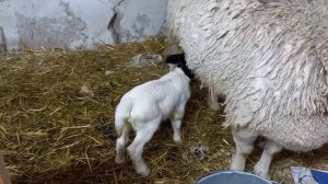 Кросс Дорпера, обзор наших ягнят разных поколений