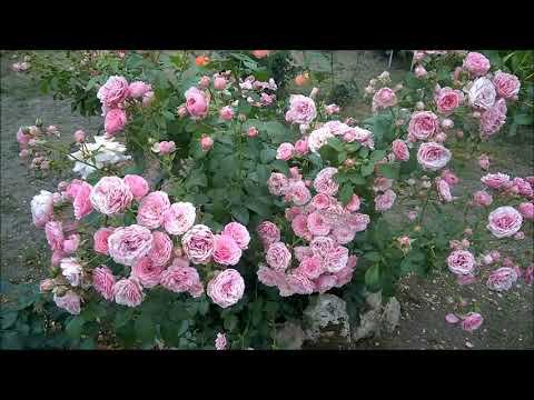 Романтичные розовые от Кордеса. Обзор Помпонелла/Pomponella и Розариум Ютерсен/Rosarium Uetersen смотреть онлайн