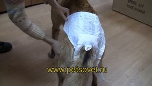 Памперсы (подгузники) для собак и кошек в Интернет-зоомагазине ПетСовет http://www.petsovet.ru/