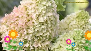 Гортензия метельчатая мэджикал лайм спаркл. Краткий обзор hydrangea paniculata Magical Lime Sparkle