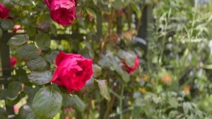 Florentina Climbing Rose - Rose Review - Kordes Roses - English Rose Garden - Rose Arch