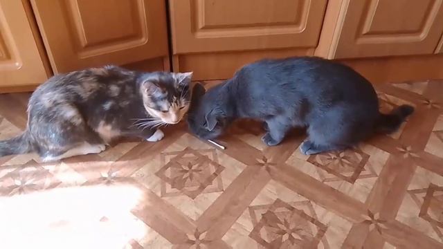 Кот Жора и ватная палочка !! смотреть онлайн