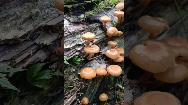 Летний опёнок .Kuehneromyces mutabilis .