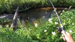 Таёжная Речка забита Хариусом/ Рыбалка в труднодоступных местах/ Вот эта Клёв Кабанов на Удочку.