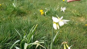 Narcissus thalia in the meadow