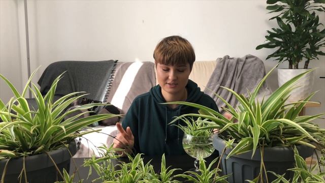 Хлорофитум. Самое лучшее и полезное растение для дома. смотреть онлайн