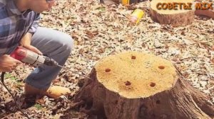 Как избавиться от пня на дачном участке простыми способами
