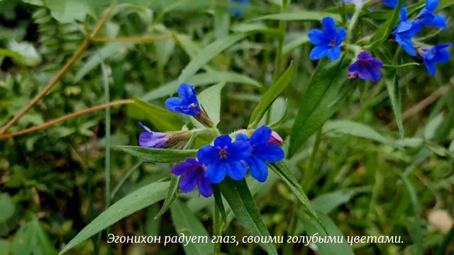 Весна в парке. Ялта весной.