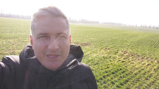 Почему пшеница желтеет?