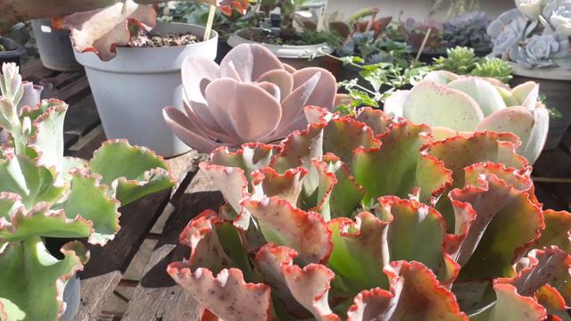 Comprei um bacião e plantei SUCULENTAS lindas смотреть онлайн