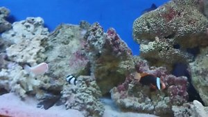 Зоопарк в Минске 2023. Минский зоопарк Экскурсия в зоопарк и динопарк в Минске