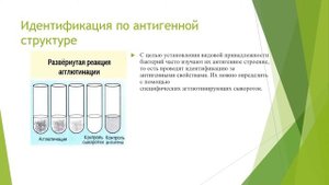 Лекция 6 - Выделение чистой культуры аэробов (3-4 день). Выделение чистой культуры анаэробов