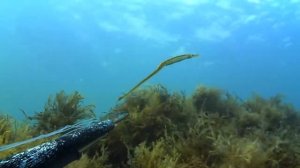 Рыба игла Черное море