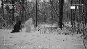 Мы расставили камеры в лесу, чтобы следить за Монстрами и узнали тайну Прыгуна