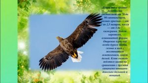 Берег орланов Старомайнский район