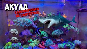 Слабонервным не смотреть❗️| Акула  в морском аквариуме