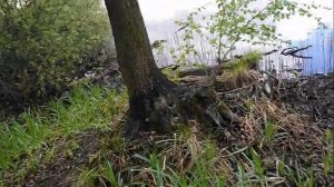 Озеро Островное (Срамное) в Белоозерском