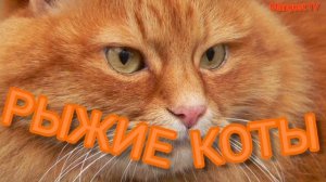 ?РЫЖИЕ КОТЫ?ПРИМЕТЫ О РЫЖИХ КОТАХ