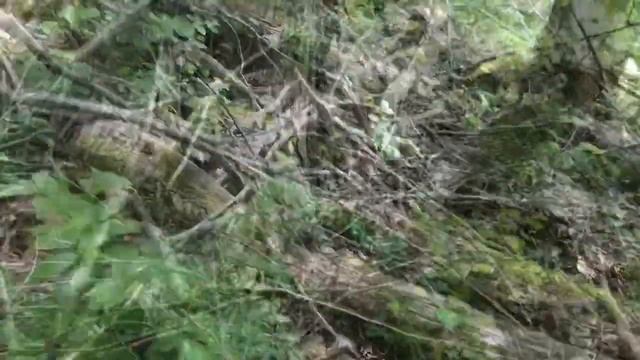 Как растет каштан смотреть онлайн