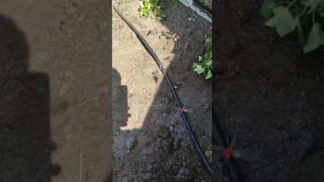 Монтаж распылителя! Лайфхак в студию!#сантехника#алматы#топ1#рек#топчик#топ10 смотреть онлайн