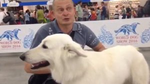 Всемирная выставка собак в Москве 2016 (World Dog Show 2016): впечатления