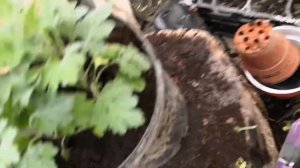 Хризантема мультифлора, пересадка растений укорененных осенью 2019 г