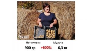 Какртофель - как вырастить ведро с куста.