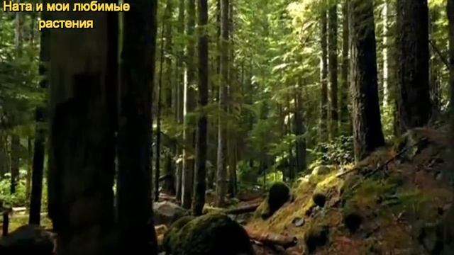 "Цветочные хотелки " :  места нет , а желанные растения всегда имеются ! О каких растениях мечтаю ?