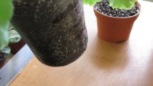 КАК ПОДОБРАТЬ ГОРШОК ДЛЯ ГЕРАНИ \ПЕЛАРГОНИИ. Оптимальный размер.