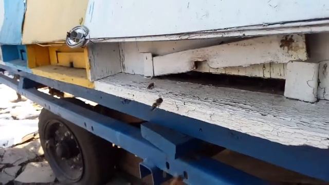 Пчёлы! 20 02…2018 ! Первый вылет пчёл! смотреть онлайн