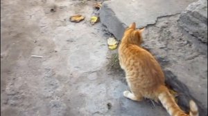 Кошка играет с мышкой:)