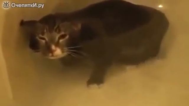 Мяуканье под водой смотреть онлайн