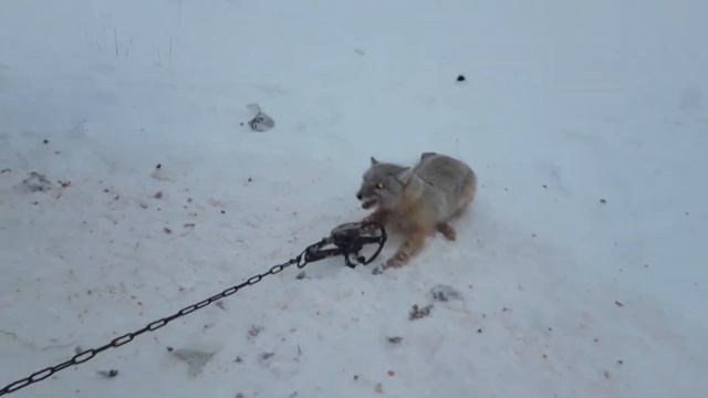 Карсак какпанда смотреть онлайн