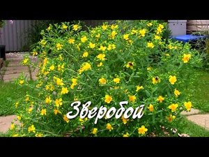 Зверобой.  Дачные картинки.