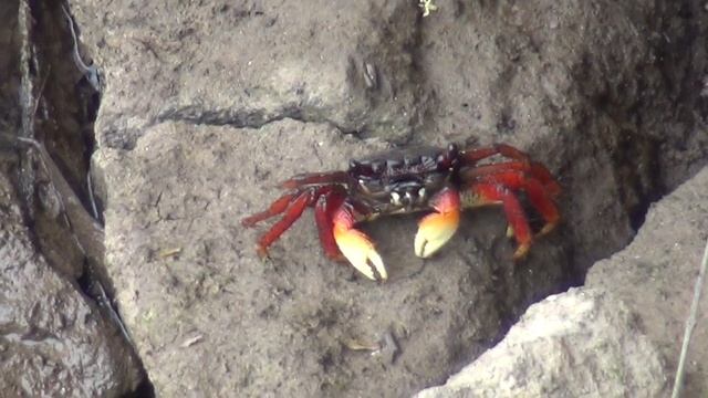 Мангровый краб смотреть онлайн