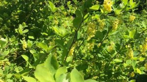 Звуки природы. Жужжание пчёл.