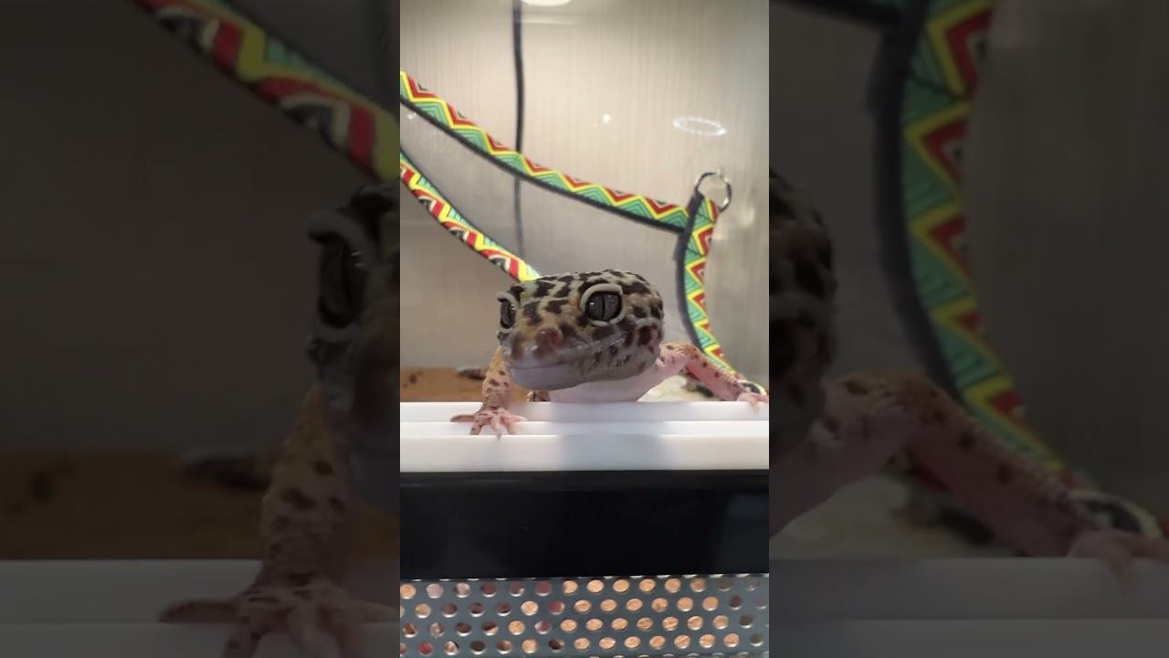 Привет #москва #shortvideo #zoolife #экзотика #zoo #зверьёмоё #zooanimals #эублефар #ящерица #эу