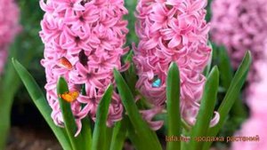 Гиацинт садовый Пинк Перл (giatsint-sadovyy) ? обзор: как сажать, луковицы гиацинты Пинк Перл