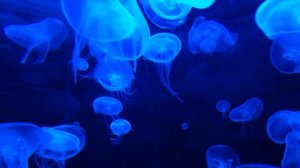 ♫Relax Clip#14. Deep Sea Immersion. Healing Meditation -462hz-♫