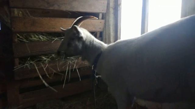 Новая коза в хозяйстве. Купила козу. смотреть онлайн