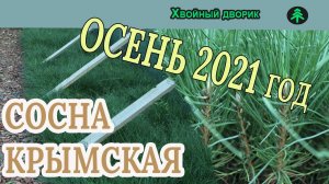 Сосна крымская Обзор интернет-магазина питомника "Хвойный дворик"