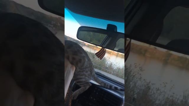 Чаузи от камышового кота на природе смотреть онлайн