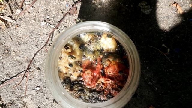 Завелись мухи и личинки мух в банке с овощами смотреть онлайн