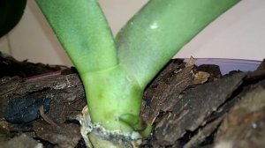 Орхидея: отличить цветонос от корня